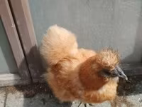 Poule soie — photo 5