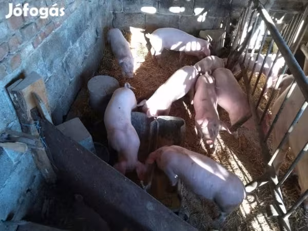 Sow, Pigs — Hungary