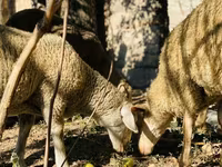 Kos, Merinoland sheep — 5. fotó