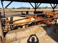 母牛, Simmental cattle — 照片 2