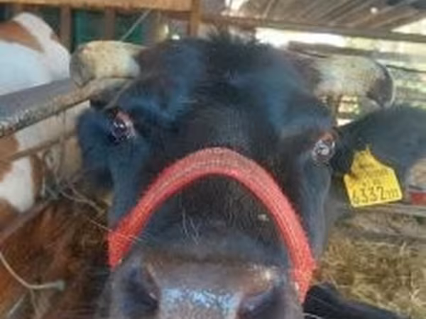 母牛, Cattle — 匈牙利