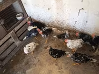 Chickens — photo 7