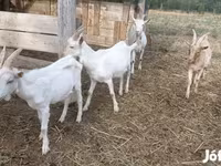 公山羊, Goats — 照片 1