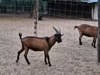 公山羊, Alpine goat — 照片 1