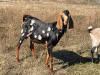 Boucs, Nubian Goat — photo 1