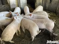 Pigs (batch, sex not specified), Pigs — photo 2