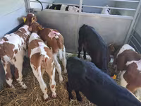 公牛, Simmental cattle — 照片 7