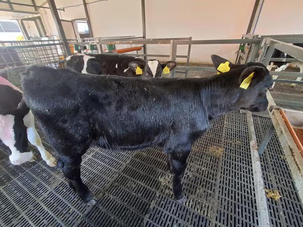 İnək, Russian Black pied cattle