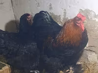 براهما — الصورة 2