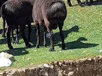Bélier, Moutons — photo 3