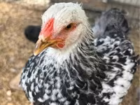 Brahma — photo 6