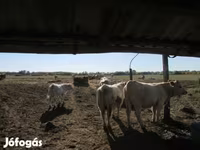 Bika, Charolais cattle — 5. fotó