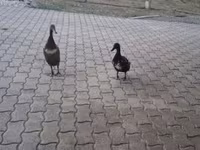 Indian Runner — zdjęcie 2