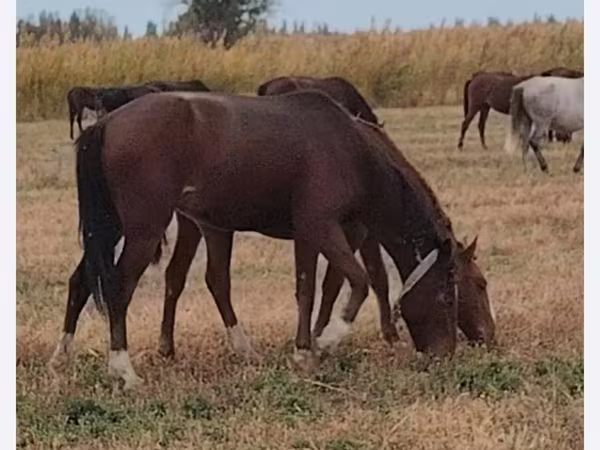 Égua, Kazakh horse