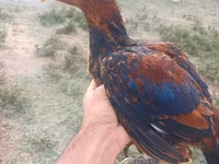 Chickens — 照片 4