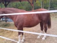 Kanca, Dutch warmblood horse — 2. fotó