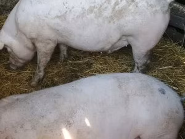 Pigs (batch, sex not specified), Крупная белая