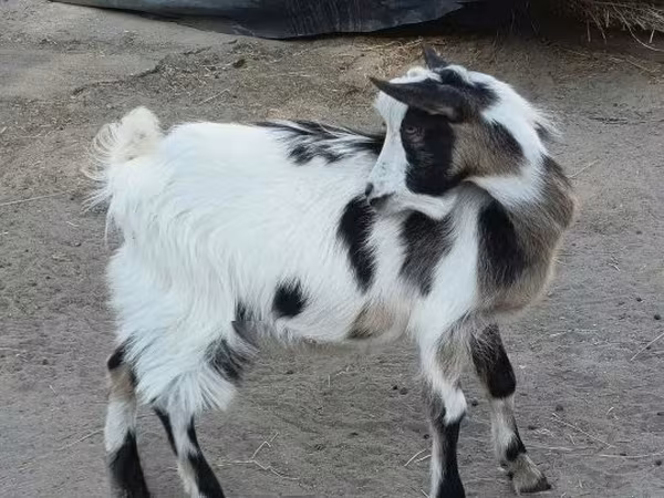 Kozel, Kozy — Maďarsko