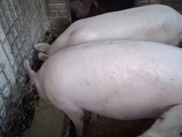 Cerdos (lote, sexo no especificado),  — Hungría
