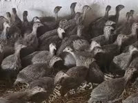 Guinea fowl — photo 2