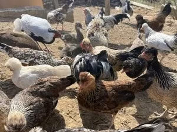 Японский миниатюрный