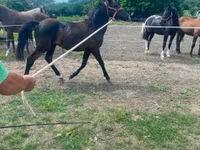 Hing, Hucul pony — 2. fotó