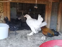 Chickens — 2. fotó