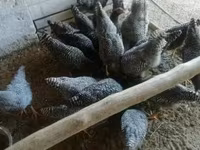 Chickens — photo 1