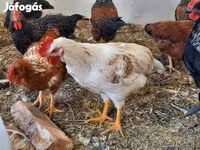 Chickens — الصورة 7