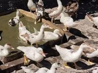Ducks — photo 7