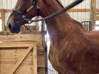 Kanca, Dutch warmblood horse — 4. fotó