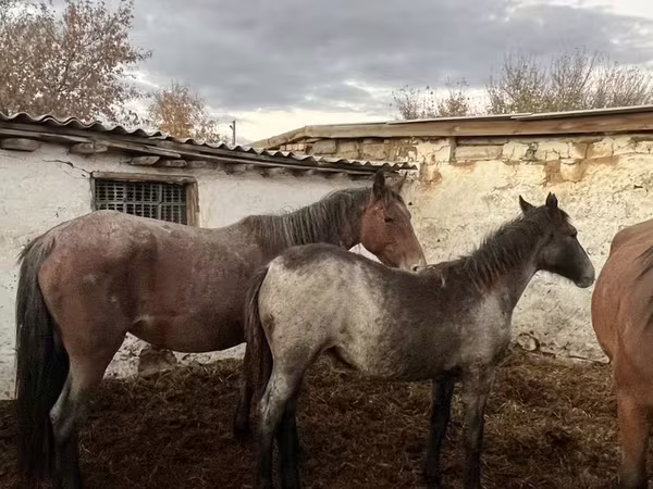 Бие, Жылқылар