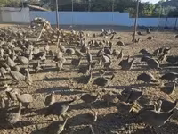 Guinea fowl — photo 5