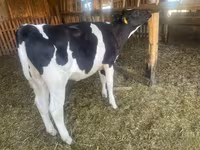 母牛, Holstein breed — 照片 3