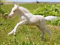 Hing, American shetland pony — 3. fotó