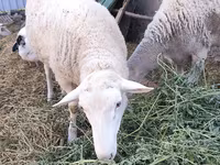 Carnero, Romanov sheep — foto 1