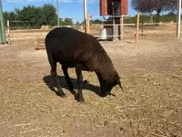 كبش, Cameroon sheep — الصورة 2