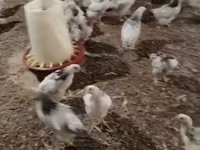 Chickens — zdjęcie 2