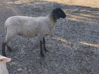 母羊, Tsigai sheep — 照片 3