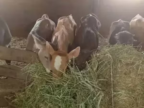 Bull, Cattle