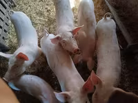 猪（批次，未指定性别）, Pigs — 照片 1
