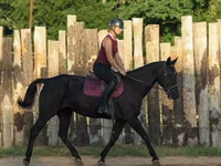 Kobyła, Quarter Horse — zdjęcie 7