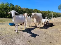 Goats (batch, sex not specified), Goats — photo 3