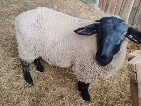 نعجة, White Suffolk sheep