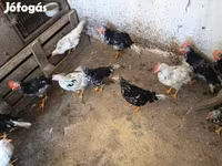 Chickens — 照片 6