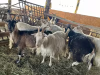 母山羊, Goats — 照片 6