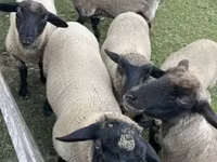 Kos, White Suffolk sheep — 4. fotó