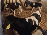 Bulle, Russian Black pied cattle — Foto 3