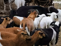 Juh, Cameroon sheep — 2. fotó