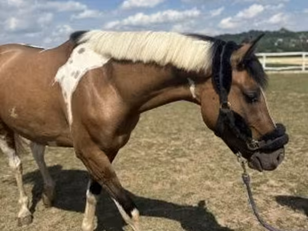 Caballo, Caballos